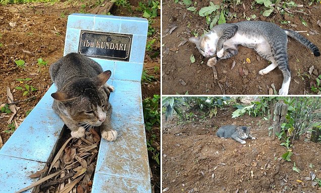Kucing Setia, Siang Malam Jaga Makam Pemeliharanya